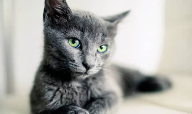 宠物猫的品种及图片-世界上最可爱的猫品种前十名