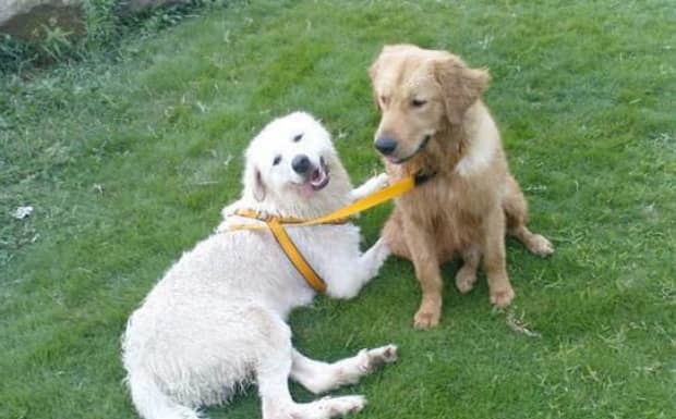大白熊犬为啥禁养