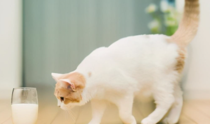 猫咪吃蜂蜜会死吗
