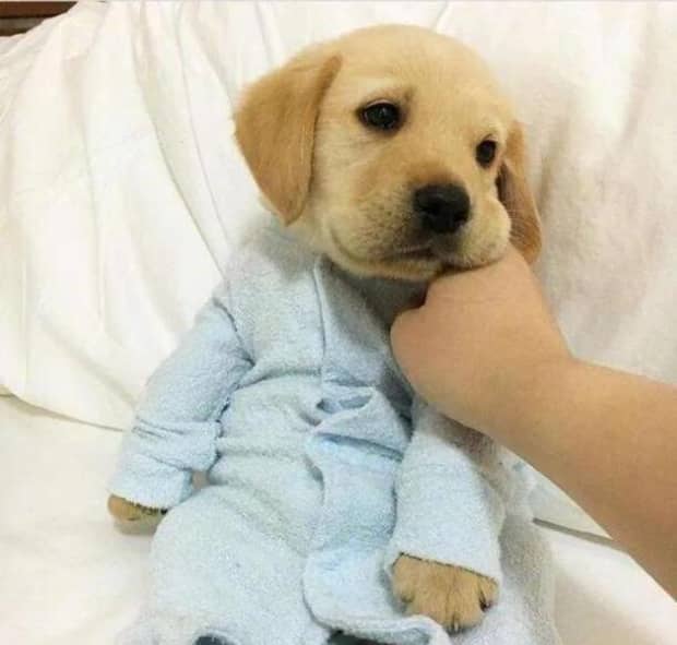 适合家养的短毛犬有哪些
