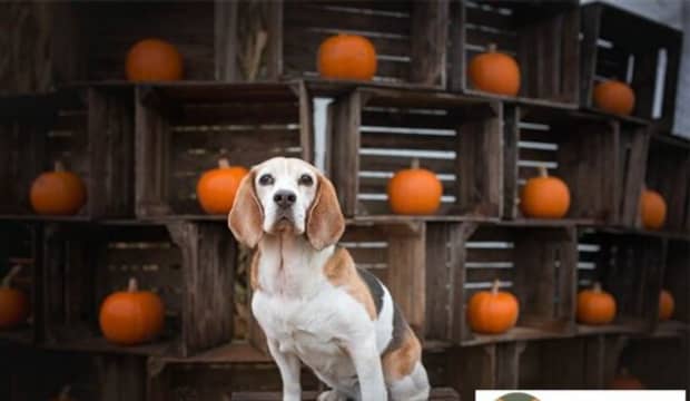 犬瘟后期救不活的症状有哪些