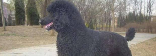 巨贵犬为什么很少人养 巨贵犬为什么很少人养