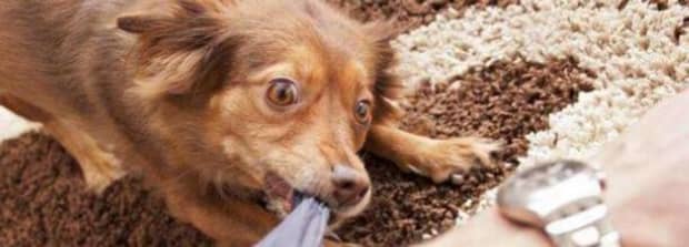 狗得狂犬病有什么早期症状