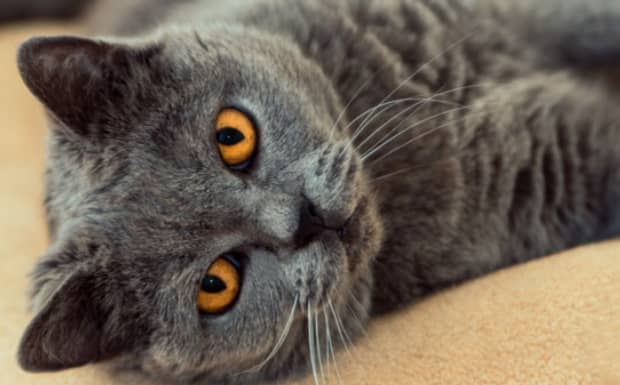英国短毛猫和异国短毛猫的区别
