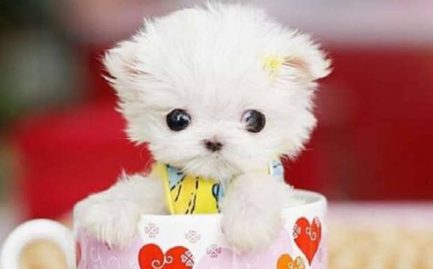 茶杯犬多少钱一只幼崽