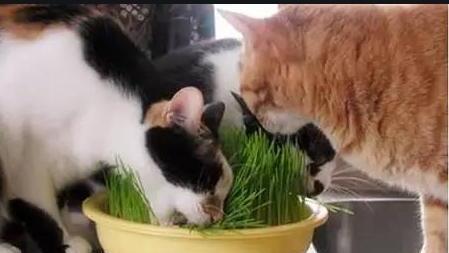 如何治疗中毒的猫