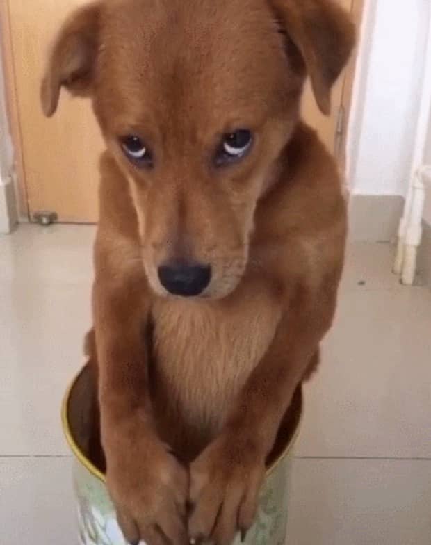 狗狗喜欢主人有什么表现