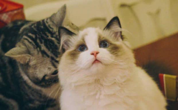 猫怀孕几个月才能下崽