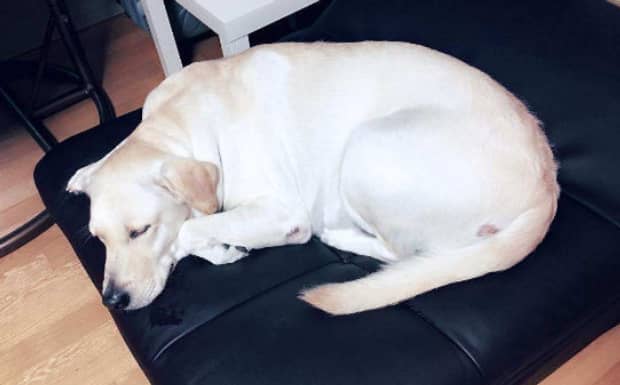 狗一天要睡多久 狗一天要睡多久