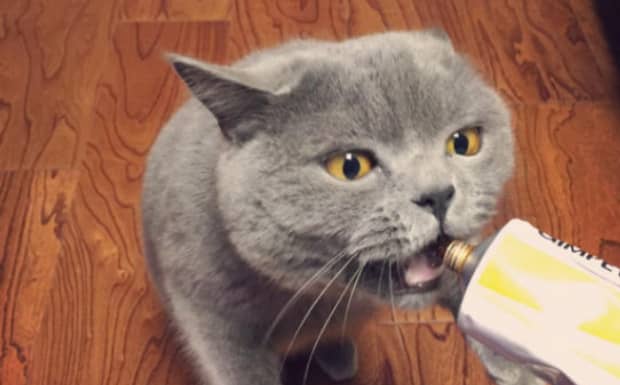 英国短毛蓝猫幼猫多少一只