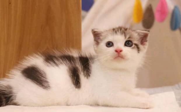 养猫注意事项