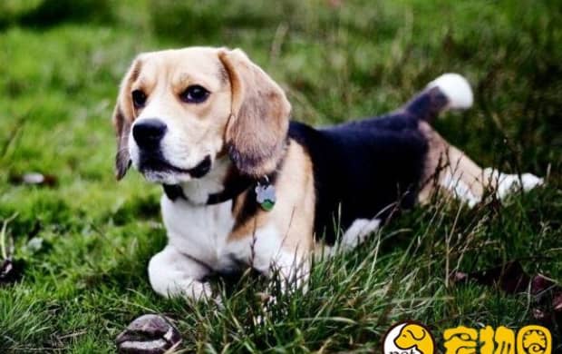 比格犬适合家养吗 比格犬适合家养吗