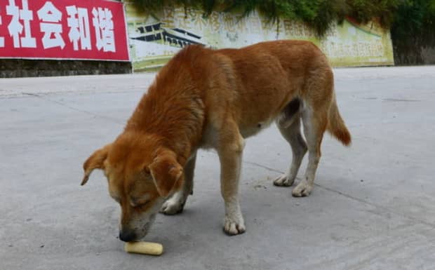 中华田园犬禁养怎么办 中华田园犬禁养怎么办