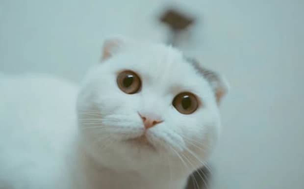 为什么不要养折耳猫