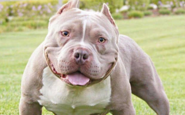 现在一只小恶霸犬需要多少钱