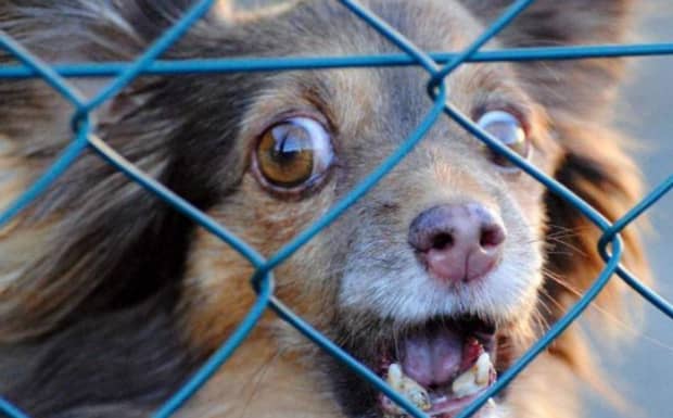 狗得狂犬病有什么早期症状
