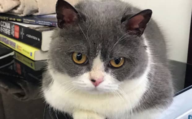 猫咪绝育的利与弊