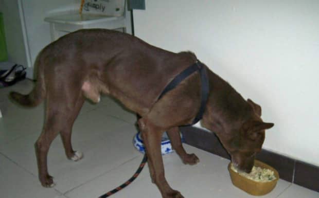 10大可蒙犬排行