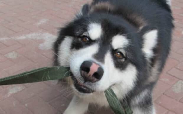 养混血阿拉斯加幼犬注意事项