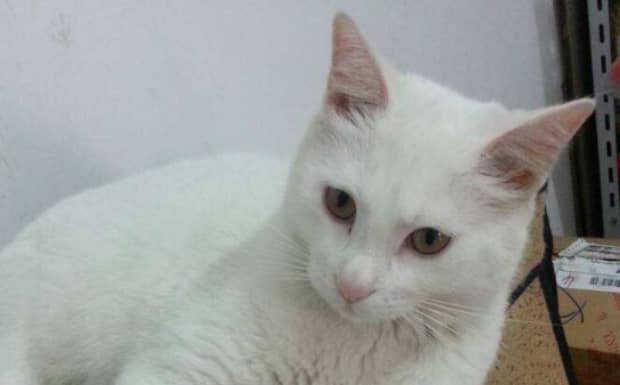 猫能吃什么
