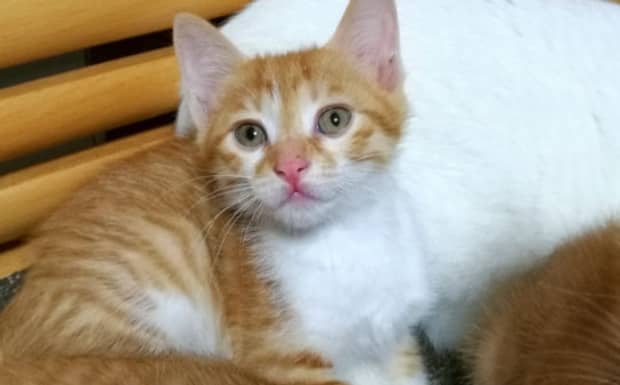 猫咪尿血能自愈吗