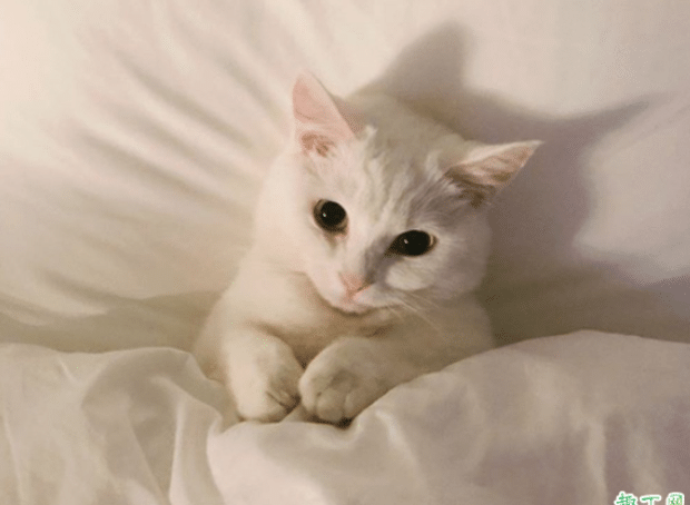 被猫咬出血了要不要打狂犬疫苗