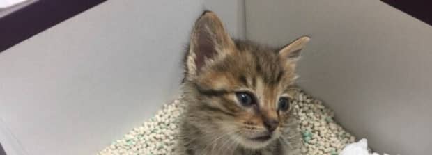 猫砂多长时间要换一次