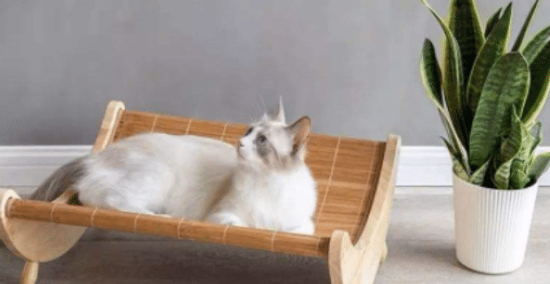 猫咪睡床上会不会对我身体不好