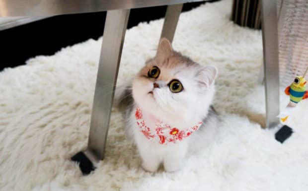 给孩子养猫的利弊 给孩子养猫的利弊
