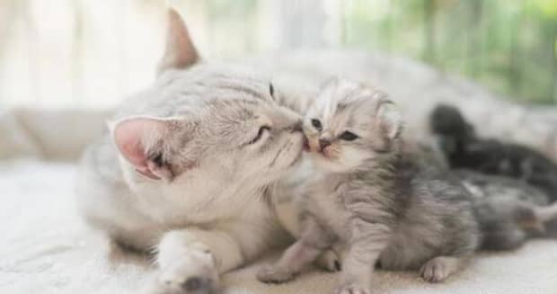 猫绝育什么好处
