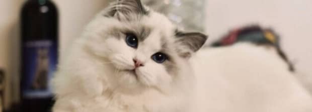 要猫好还是养狗好为什么家里老人都认为养猫不好 要猫好还是养狗好为什么家里老人都认为养猫不好