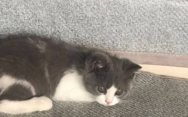 旧猫接受新猫的表现