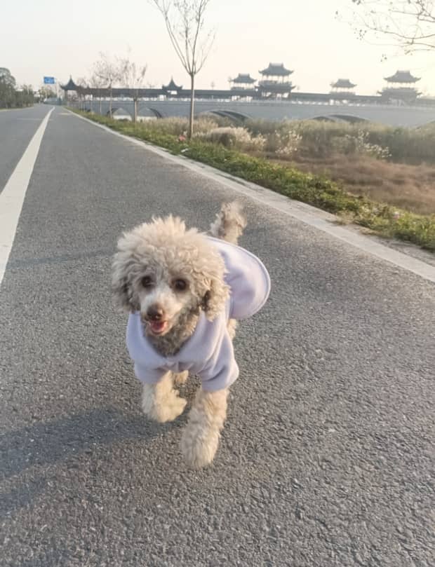 狗生产前的预兆-狗狗要生了有什么反应 狗生产前的预兆-狗狗要生了有什么反应
