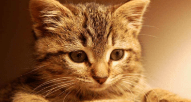 猫咪感冒一般吃几天药