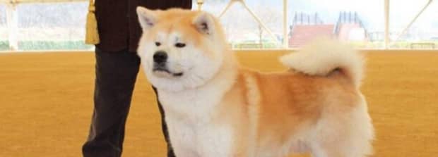 为啥不建议养秋田 为啥不建议养秋田