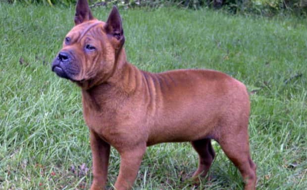世界嗅觉猎犬排名前十位