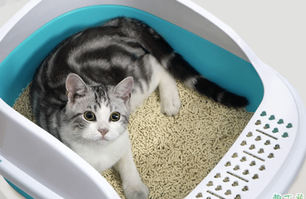 小猫用什么猫砂盆比较舒服