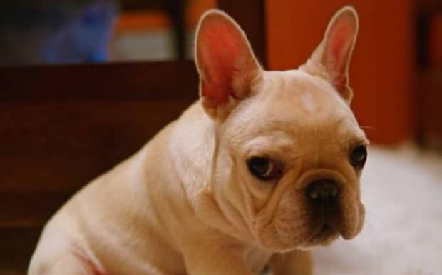 为啥虎斑色恶霸犬便宜
