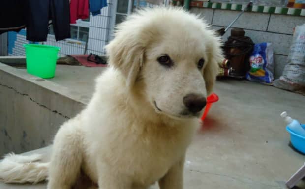 古牧为什么是禁养犬大白熊