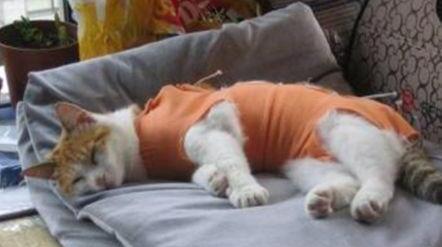 2024母猫绝育多少钱