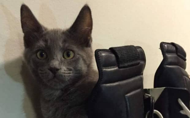 猫咪恨主人的十种表现是怎样的