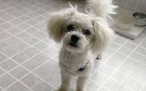 狗狗一直咳嗽像被卡住了 狗狗一直咳嗽像被卡住了