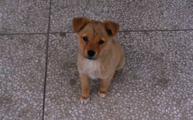 幼狗狗粮怎么喂