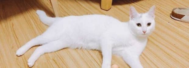 猫能吃什么