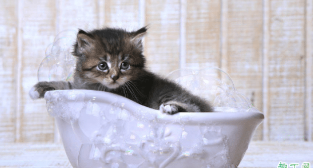 猫咪洗澡不配合怎么办 猫咪洗澡不配合怎么办