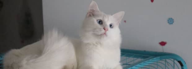 小白是什么猫 小白是什么猫