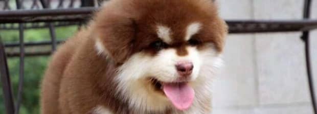 最大的阿拉斯加犬有多大