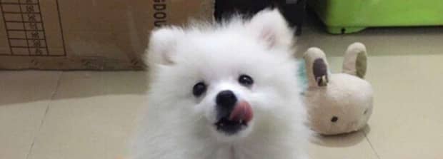 博美犬的性格
