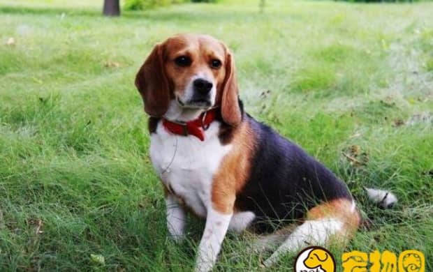 比格犬适合家养吗 比格犬适合家养吗