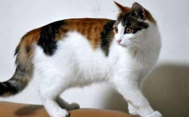 幼猫怎么鉴别公猫母猫